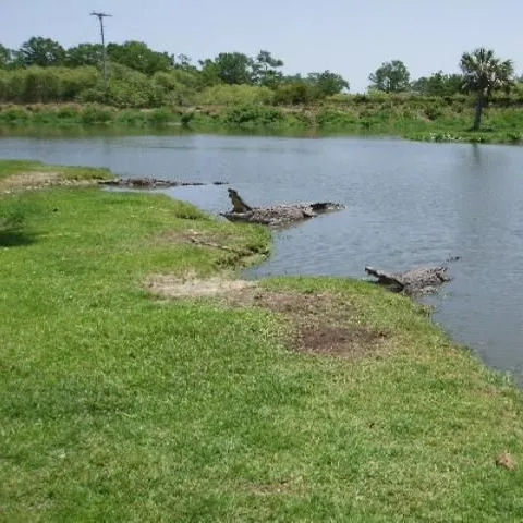 thumbnail for publication: Housing Crocodilians in Captivity: Considerations for Central America and Caribbean